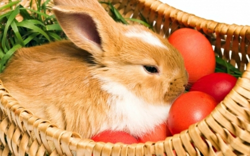 The Legend of the Easter Bunny - Where does the Easter Bunny? The Legend of the Easter Bunny - Where does the Easter Bunny?