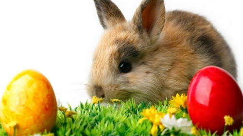 The Legend of the Easter Bunny - Where does the Easter Bunny?