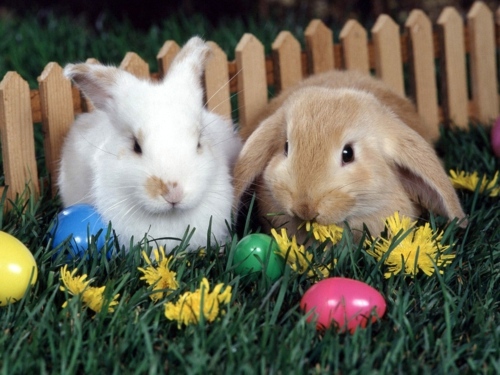The Legend of the Easter Bunny - Where does the Easter Bunny? The Legend of the Easter Bunny - Where does the Easter Bunny?