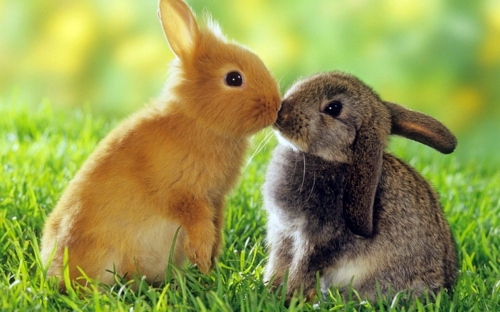 The Legend of the Easter Bunny - Where does the Easter Bunny? The Legend of the Easter Bunny - Where does the Easter Bunny?