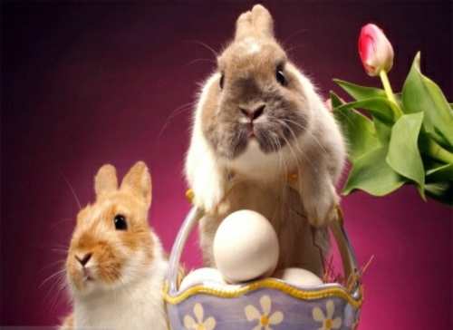 The Legend of the Easter Bunny - Where does the Easter Bunny? The Legend of the Easter Bunny - Where does the Easter Bunny?