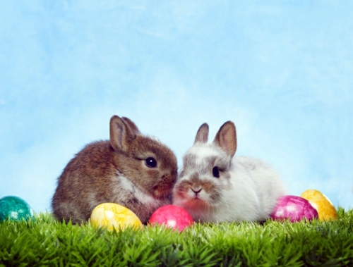 The Legend of the Easter Bunny - Where does the Easter Bunny? The Legend of the Easter Bunny - Where does the Easter Bunny?