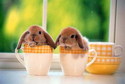 The Legend of the Easter Bunny - Where does the Easter Bunny? The Legend of the Easter Bunny - Where does the Easter Bunny?