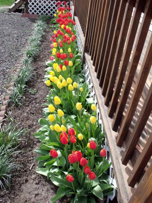 Beautify your yard - ideas for a welcoming atmosphere of spring in the garden Beautify your yard - ideas for a welcoming atmosphere of spring in the garden