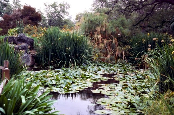 Creating a beautiful garden pond - Create a Water Garden