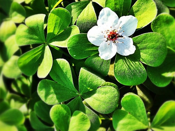 Dekoration - Fresh, easy to care for houseplants that improve the interior Dekoration - Fresh, easy to care for houseplants that improve the interior