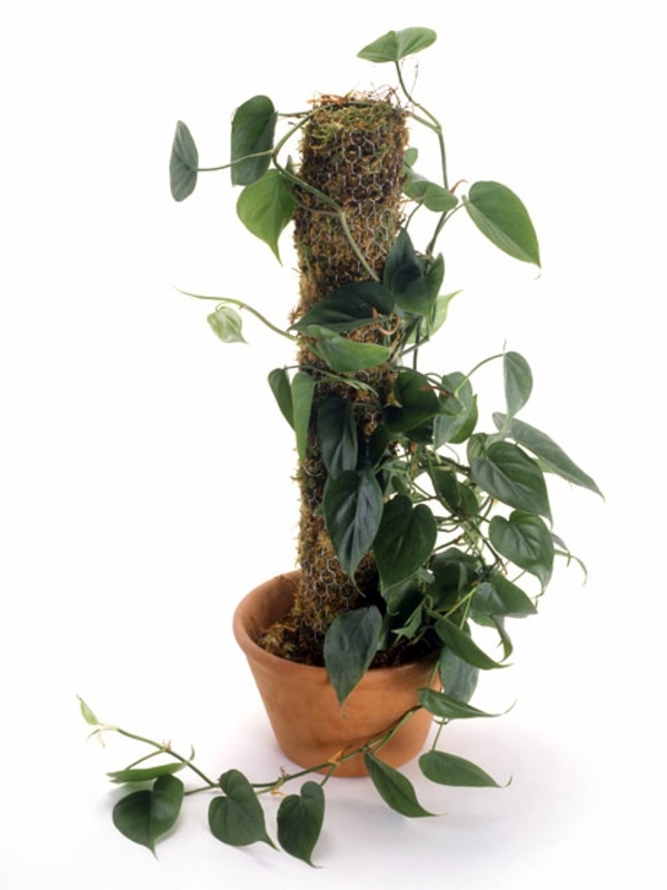 Fresh, easy to care for houseplants that improve the interior Fresh, easy to care for houseplants that improve the interior