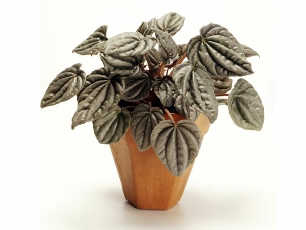 Fresh, easy to care for houseplants that improve the interior Fresh, easy to care for houseplants that improve the interior