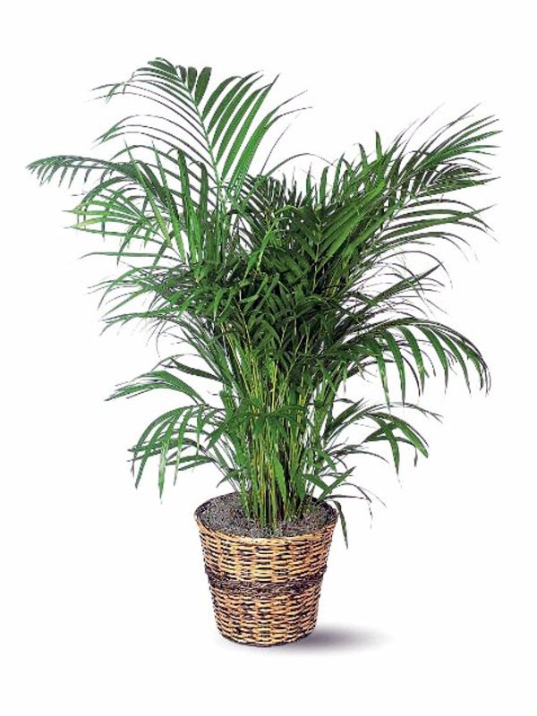 Fresh, easy to care for houseplants that improve the interior Fresh, easy to care for houseplants that improve the interior