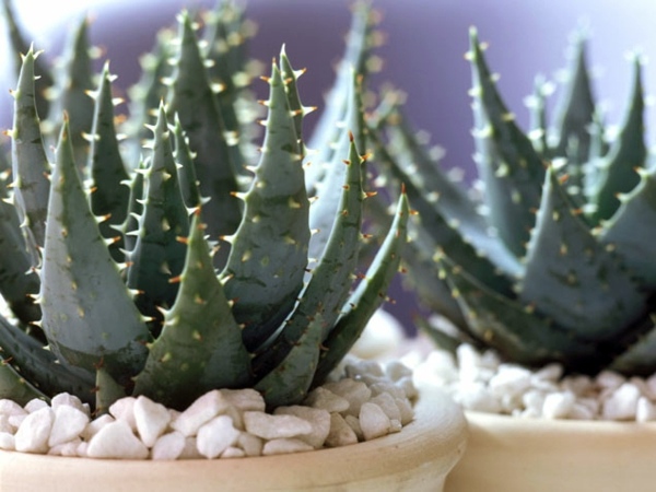 Garten & Pflanzen - Fresh, easy to care for houseplants that improve the interior Garten & Pflanzen - Fresh, easy to care for houseplants that improve the interior