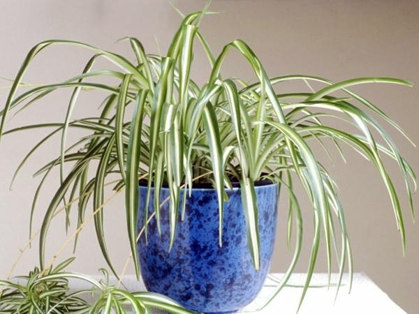 Fresh, easy to care for houseplants that improve the interior Fresh, easy to care for houseplants that improve the interior