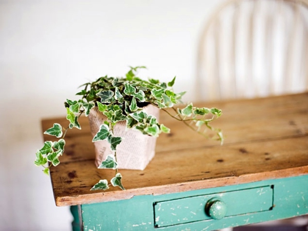 Fresh, easy to care for houseplants that improve the interior Fresh, easy to care for houseplants that improve the interior