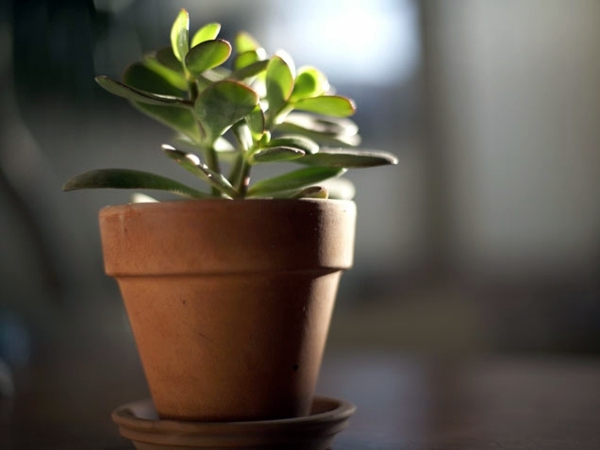 Fresh, easy to care for houseplants that improve the interior Fresh, easy to care for houseplants that improve the interior