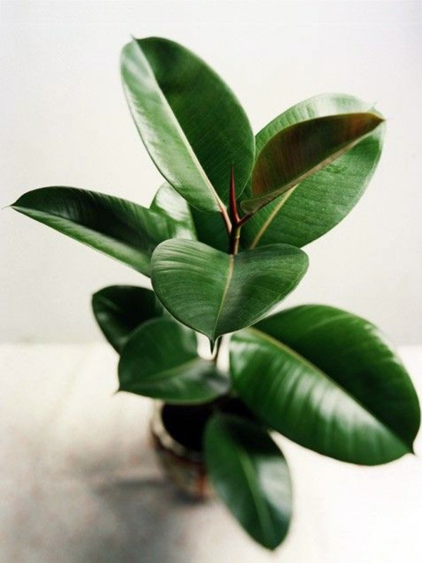 Fresh, easy to care for houseplants that improve the interior Fresh, easy to care for houseplants that improve the interior