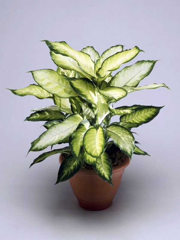Fresh, easy to care for houseplants that improve the interior Fresh, easy to care for houseplants that improve the interior
