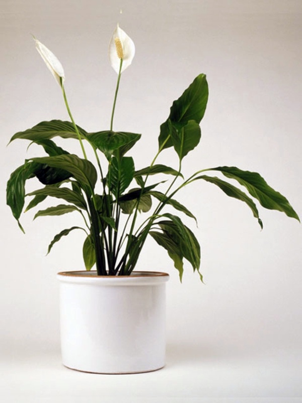 Fresh, easy to care for houseplants that improve the interior Fresh, easy to care for houseplants that improve the interior