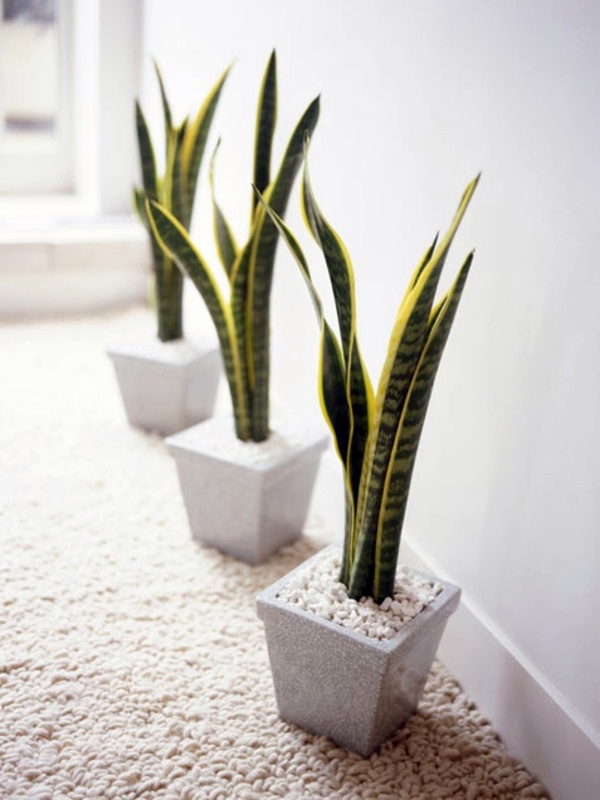 Fresh, easy to care for houseplants that improve the interior Fresh, easy to care for houseplants that improve the interior