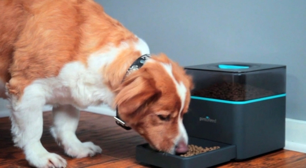 Feed the pet via smartphone Feed the pet via smartphone