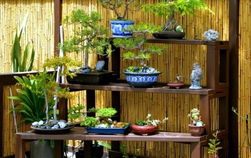 The bonsai tree in interior design - a living art, rooted in harmony