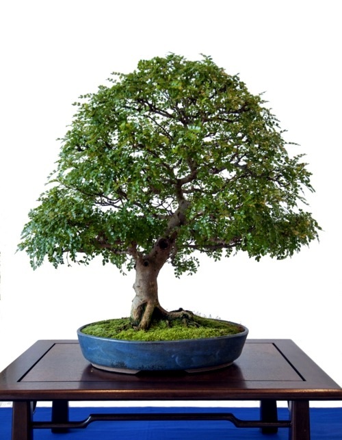 The bonsai tree in interior design a living art, rooted in harmony Avso
