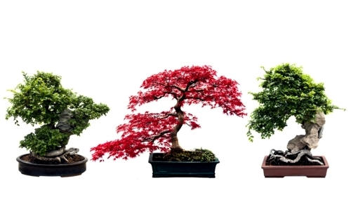 The bonsai tree in interior design - a living art, rooted in harmony The bonsai tree in interior design - a living art, rooted in harmony