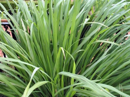 Grow your own abundant medicinal plant such as lemon grass in the garden