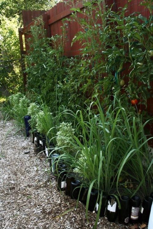 Grow your own abundant medicinal plant such as lemon grass in the garden