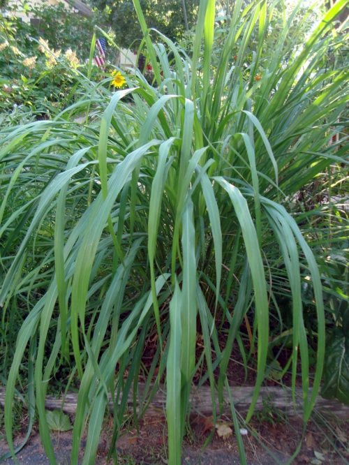 Grow your own abundant medicinal plant such as lemon grass in the garden
