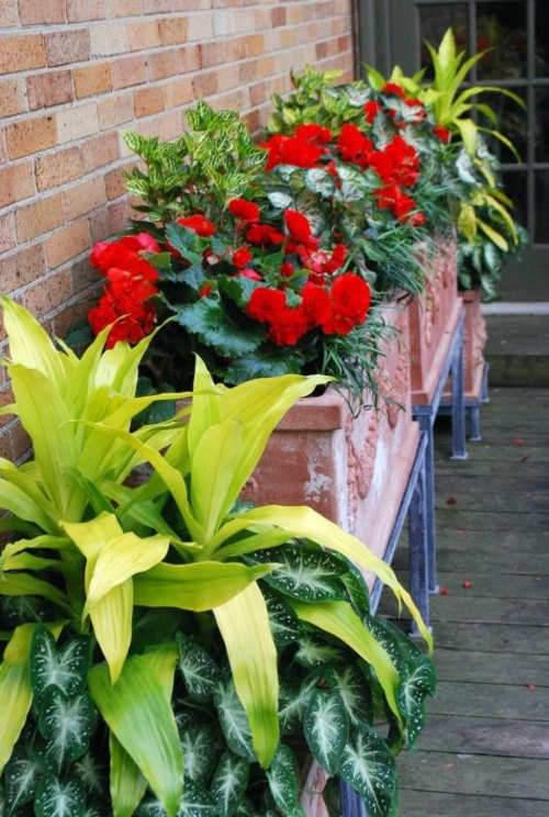 Dracaena properly maintain - Sit down big goals with this high African houseplant