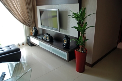 Dracaena properly maintain - Sit down big goals with this high African houseplant