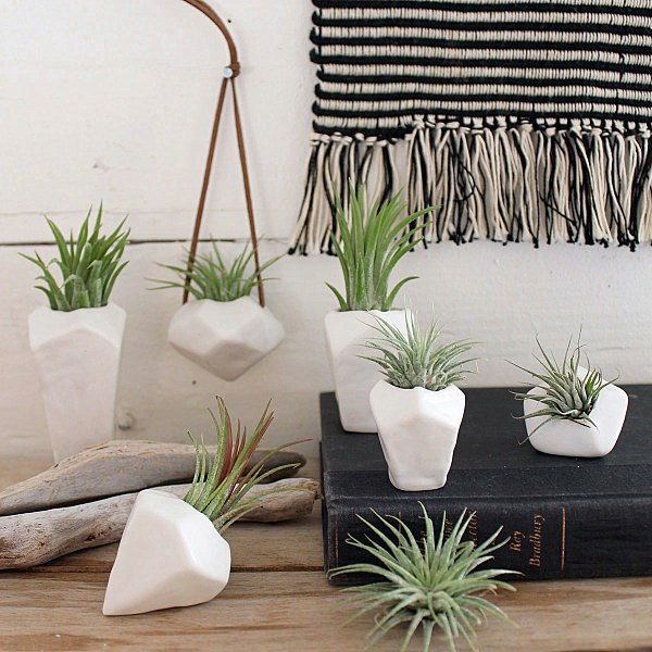 Garten & Pflanzen - Plant Care - air plants as a great decoration
