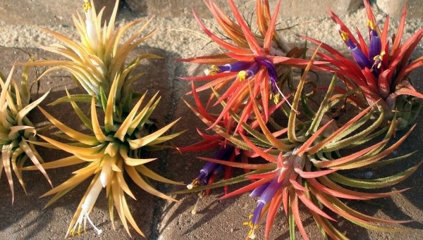 Plant Care - air plants as a great decoration