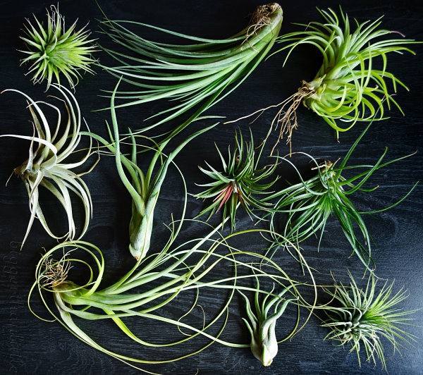Wohnideen - Plant Care - air plants as a great decoration