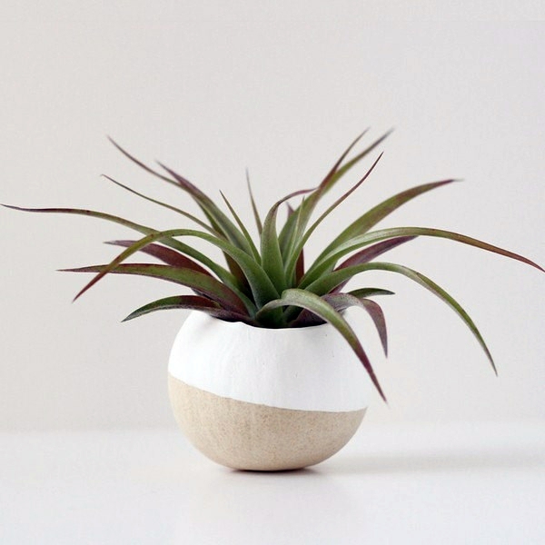 Plant Care - air plants as a great decoration