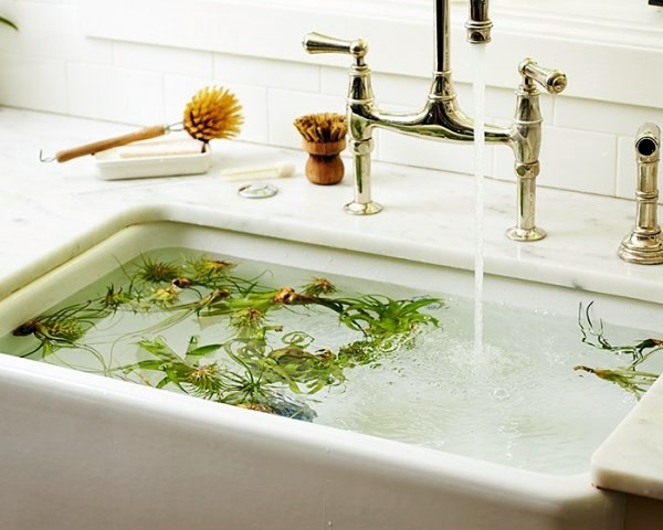Plant Care - air plants as a great decoration