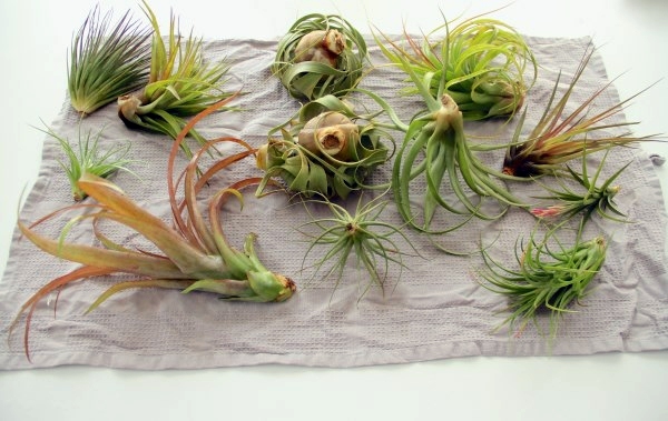Plant Care - air plants as a great decoration