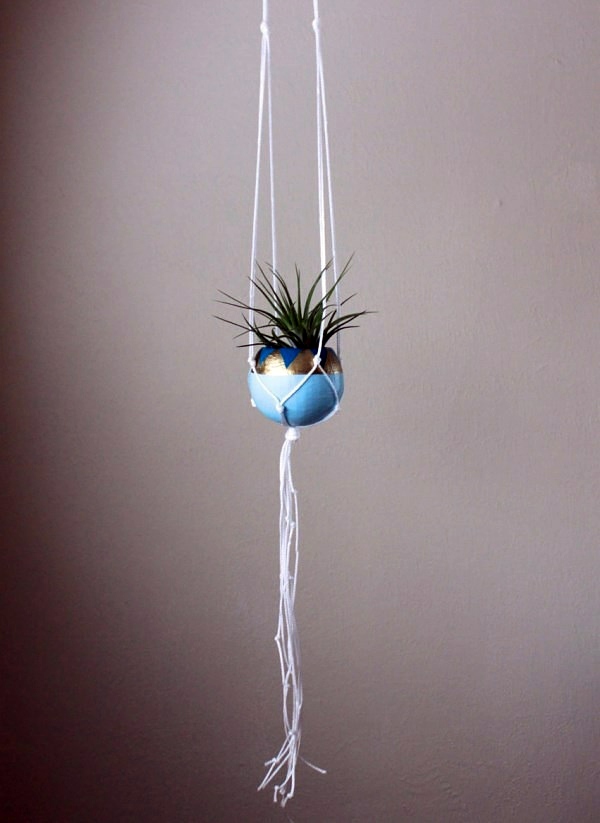 Plant Care - air plants as a great decoration