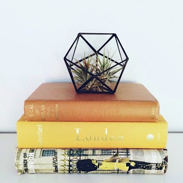 Plant Care - air plants as a great decoration