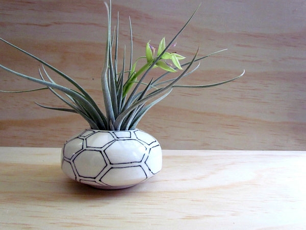 Plant Care - air plants as a great decoration