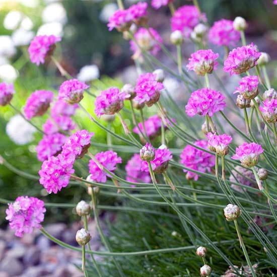 Gartengestaltung - The most beautiful pink flowers in the garden grow - Landscaping