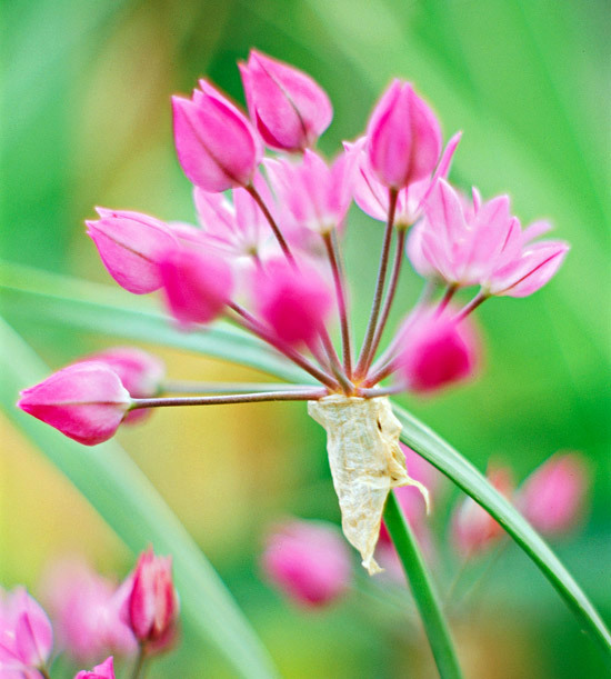The most beautiful pink flowers in the garden grow - Landscaping The most beautiful pink flowers in the garden grow - Landscaping