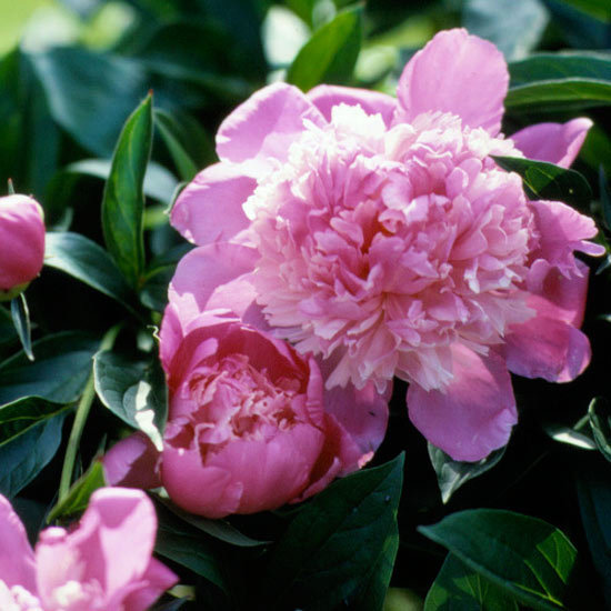 The most beautiful pink flowers in the garden grow - Landscaping