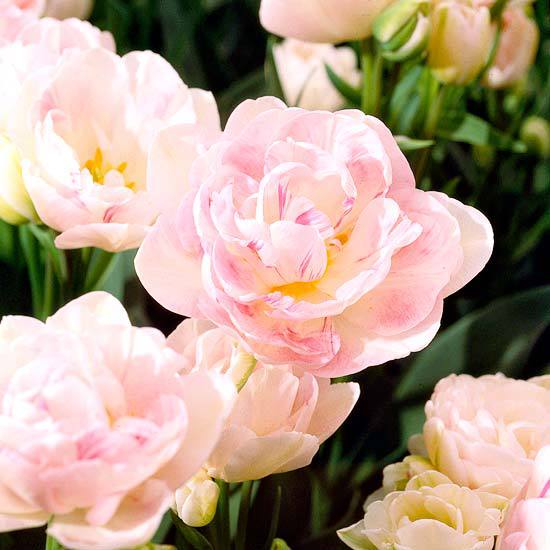 The most beautiful pink flowers in the garden grow - Landscaping The most beautiful pink flowers in the garden grow - Landscaping