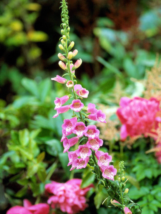 The most beautiful pink flowers in the garden grow - Landscaping The most beautiful pink flowers in the garden grow - Landscaping