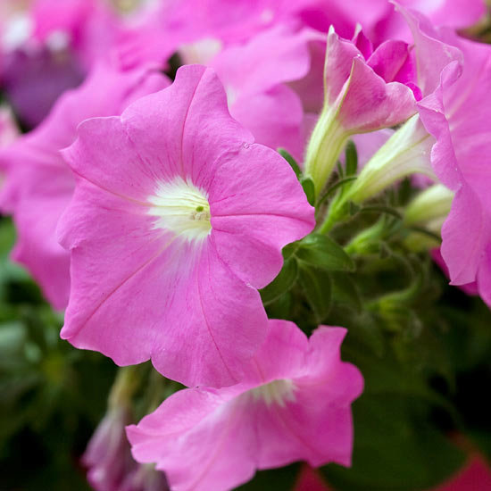 The most beautiful pink flowers in the garden grow