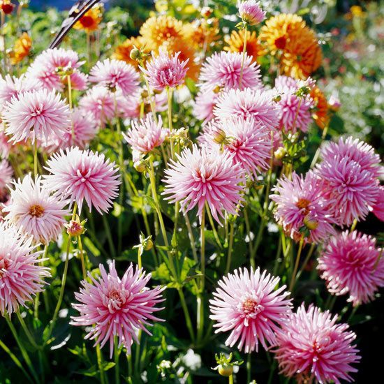 The most beautiful pink flowers in the garden grow - Landscaping