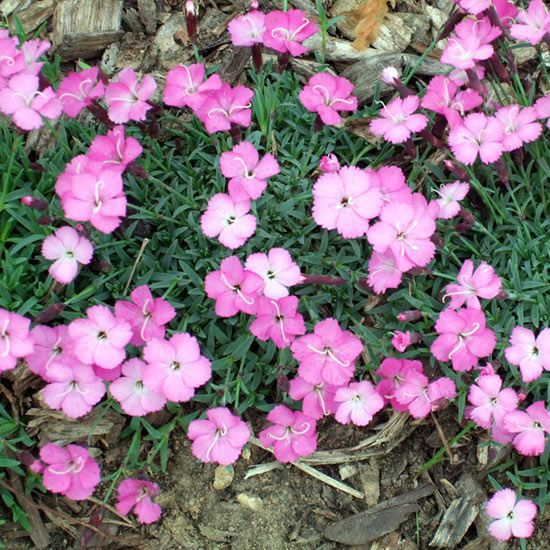 The most beautiful pink flowers in the garden grow - Landscaping