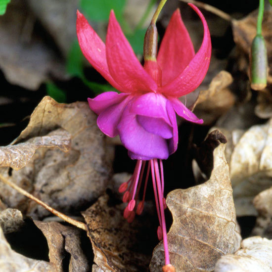 The most beautiful pink flowers in the garden grow - Landscaping The most beautiful pink flowers in the garden grow - Landscaping