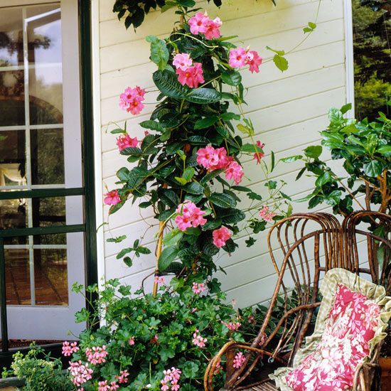 The most beautiful pink flowers in the garden grow - Landscaping The most beautiful pink flowers in the garden grow - Landscaping