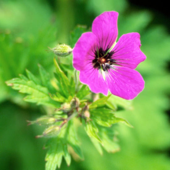The most beautiful pink flowers in the garden grow - Landscaping The most beautiful pink flowers in the garden grow - Landscaping